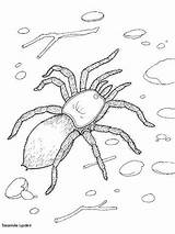 Spinnen Deserto Kids Animali Spinne Spin Ausmalbilder Ausmalen Spiders Colorare Tarantula Insetos Colorir Drucken Educar Zo Kalender Erstellen sketch template