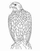 Eagle Coloring Pages Golden Eagles Feather Color Cartoon Adults Silent Kids Printable Print Getcolorings Harpy Philadelphia Bald Getdrawings Colorings Popular sketch template