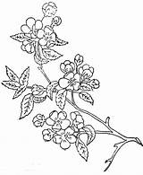 Apple Blossom Drawing Line Branch Blossoms Getdrawings sketch template