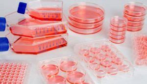 history  animal cell culture science  healthy