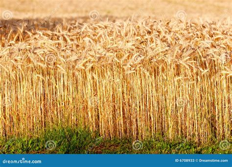 harvest time stock image image  food plant farming