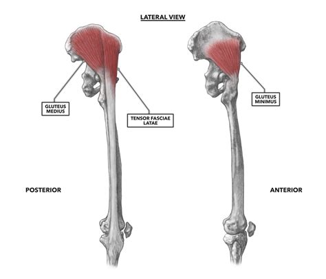 crossfit hip musculature part  lateral muscles