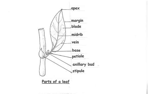 images  parts   leaf worksheet labeled leaf diagram label parts   leaf