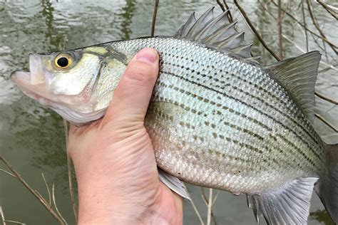 dont overlook frenzied action  white bass   run game fish