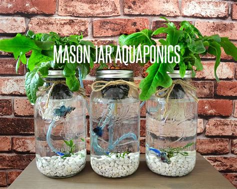 mason jar aquaponics kit build   hydroponics