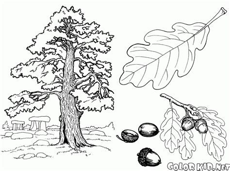 coloring page oak tree