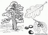 Coloring Oak 1100 25kb Tree sketch template
