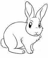 Drawing Bunny Rabbit Line Cartoon Coloring Draw Bunnies Pencil Pages Rabbits Drawings Clipart Clip Little Kids Getdrawings Clipartbest Realistic Outline sketch template