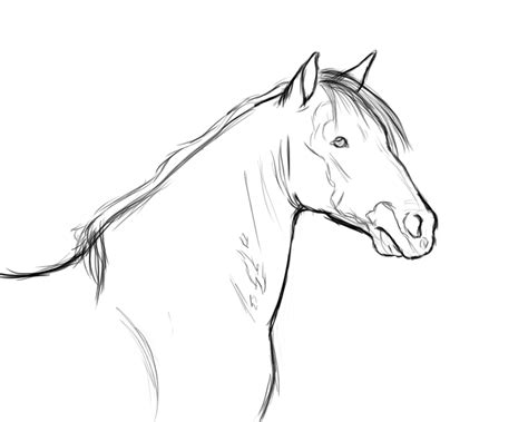 sketch pony  chellythebean  deviantart