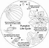 Pumpkin Cycle Life Book Shape Enchantedlearning Lifecycle 2nd Grade Printout Subjects Plants sketch template
