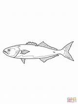 Pesce Serra Bluefish sketch template