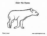 Hyena Spotted Exploringnature Coloring4free sketch template