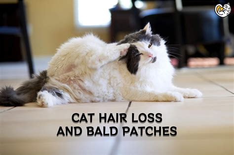 cat hair loss  bald patches