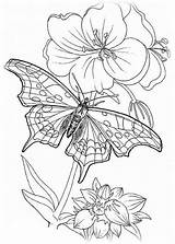 Ausmalbilder Schmetterling Schmetterlinge Seidenmalerei Erwachsene Mandala Ausmalbildermalvorlagen sketch template