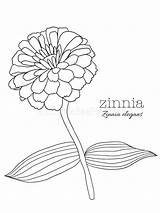 Zinnia Elegans sketch template