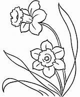 Coloring Daffodil Pages Daffodils Colouring Flowers Outline Flower Spring sketch template