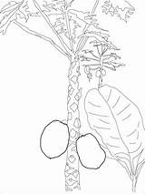 Mango Tree Coloring Pages Fruits Drawing Kids Printable A4 Drawings Recommended Categories sketch template