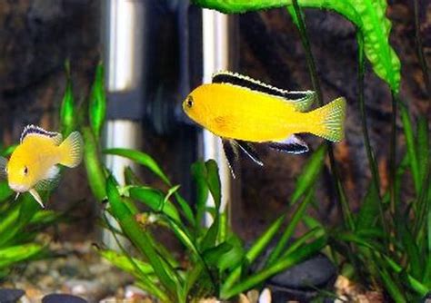 Differences Between Male And Female Electric Yellow Cichlids