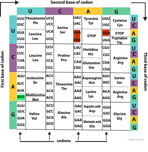 amino acid structure chart