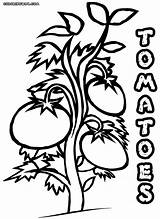 Tomatoes sketch template