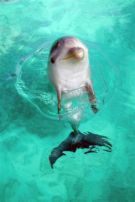 baby dolphin  natureuig