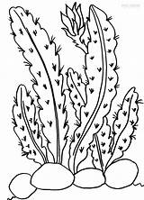 Cool2bkids Ausmalbilder Kaktus sketch template