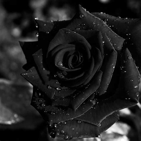 black roses meaning  black roses meaning