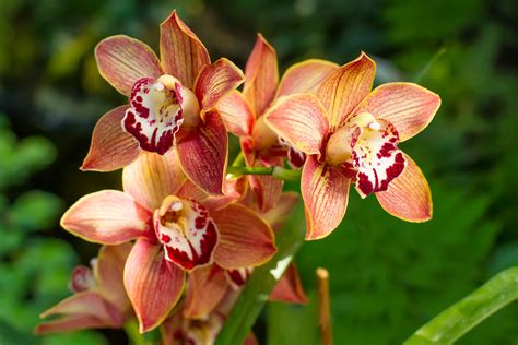orchideen giessen orchideenfieberde