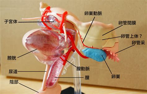 人体解剖学など。 ・雌性生殖器モデルレビュー