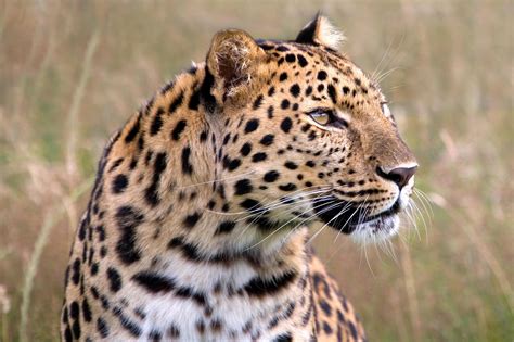 leopard wildlife savannah hd wallpapers desktop  mobile images