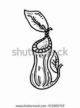 Pitcher Plant Plants Clipart Vector Nepenthes Icon Tropical Stock Clip Nepenthe Vectors Clipground Shutterstock sketch template