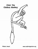 Colobus Monkey Coloring Pdf Printing Monkeys sketch template