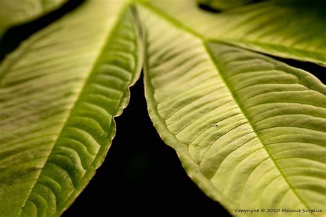 leafy shapes love photography plant leaves photography
