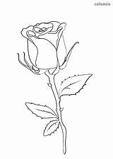 Blumen Rose Stiel Ausmalbilder Malvorlage Frühling Printable Sonnenblume Farbe Stalk sketch template