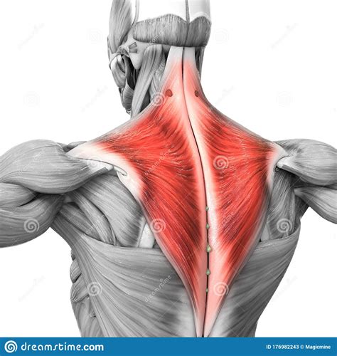 menschliche muskelschmerzen systemteile trapezius muskelanatomie stock