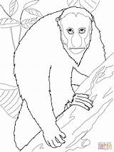 Uakari Coloring Pages Printable Monkey Drawing Bald Categories sketch template