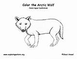 Coloring Tundra sketch template