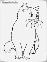 Mewarnai Buku Binatang Kucing Hewan Kartun Diwarnai Polos Buah Sketsa Buahan Belajar Mewarnaigambar sketch template
