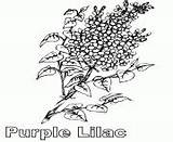 Flower Coloring Pages Lilac Purple sketch template