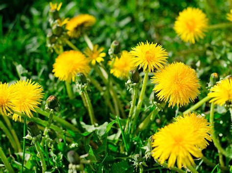 identifying  controlling common lawn weeds love  garden