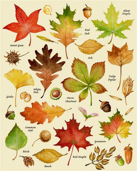 autumn leaves print leaf varieties types  leaves seeds fall