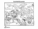 Reef Ecosystem Biome Corals Designlooter Biomes Document sketch template