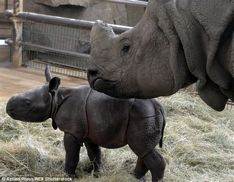 Adorable Southern White Rhinoceros Calf Born At Monarto