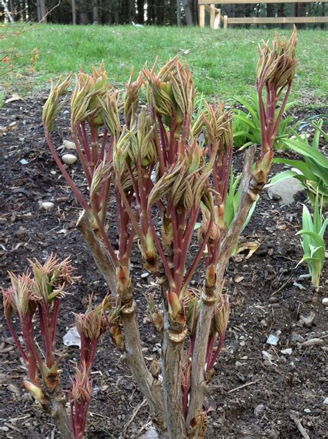 red tree peony  buds showing   early spring growth  life