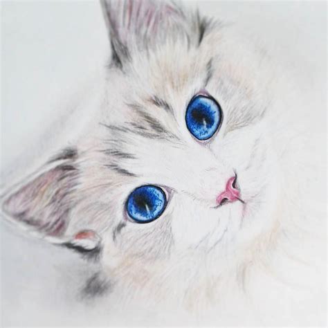 19 cat drawings art ideas sketches design trends