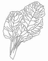 Coloring Pages Vegetable Drawing Kale Chard Vegetables Leafy Kids Print Template Getdrawings Popular sketch template