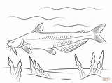 Catfish Poisson Pesce Gatto Snoek Kleurplaten Colorier Pesci Ausmalbild Nebraska Meerval Blauwe Animali sketch template