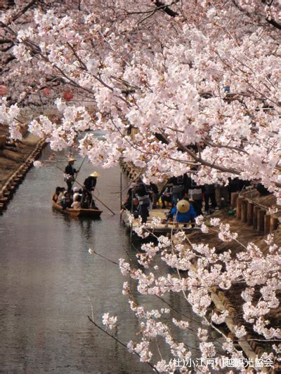 Make Many Cute Memories Of Your Trip Visit Koedo Kawagoe In Spring To