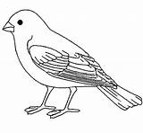 Canary Canario Colorir Passaro Passarinho Passaros Desenhos Dibujo Canarios Vogel Vorlage Sparrow Ausdrucken sketch template