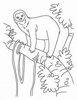 Sloth Faultier Kolorowanki Leniwce Leniwiec Q1 ähnliche Kategorien Popular sketch template